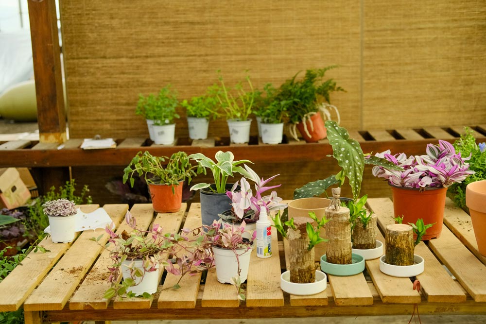 养花家里有小飞虫怎么办_养花家里有小黑飞怎么办_家里养花好吗