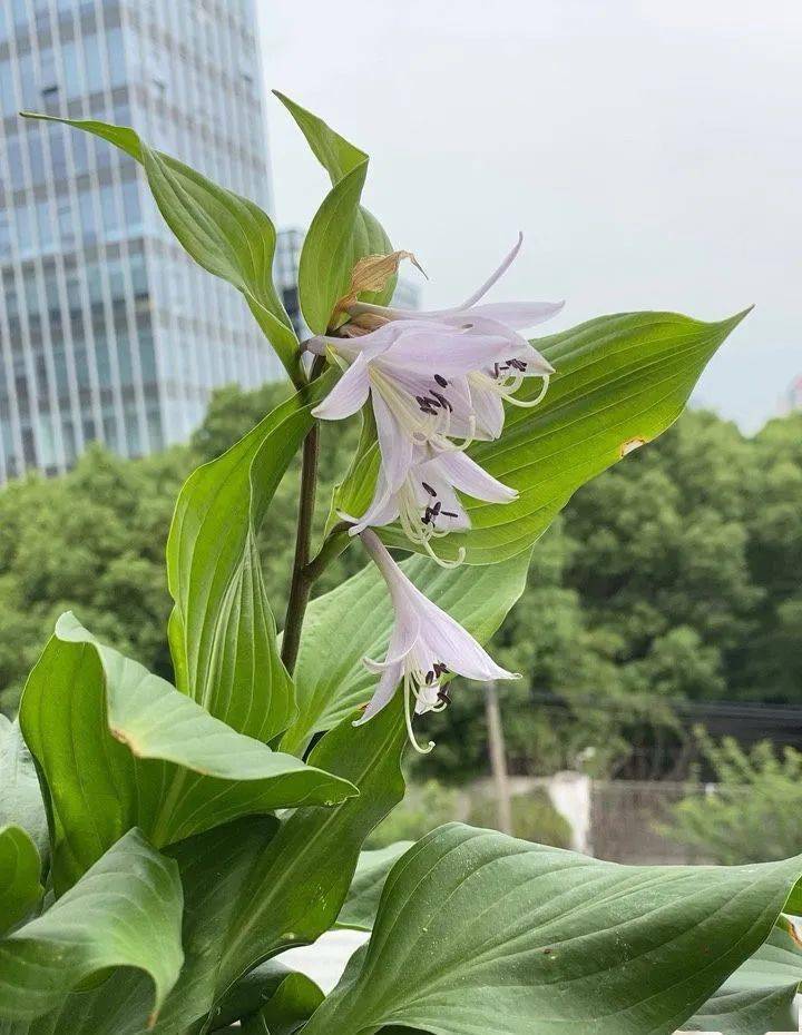 阳台朝北养什么植物好_朝北的阳台适合养什么植物_阳台养植物适合朝北还是朝南