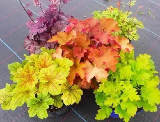 月份什么花_几月买花好养_11月份适合养什么花