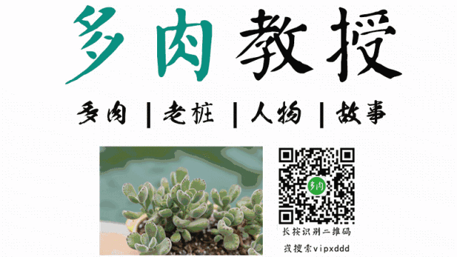 叶子养多肉的日常生活_叶子养多肉的日常_叶子养日常多肉好吗