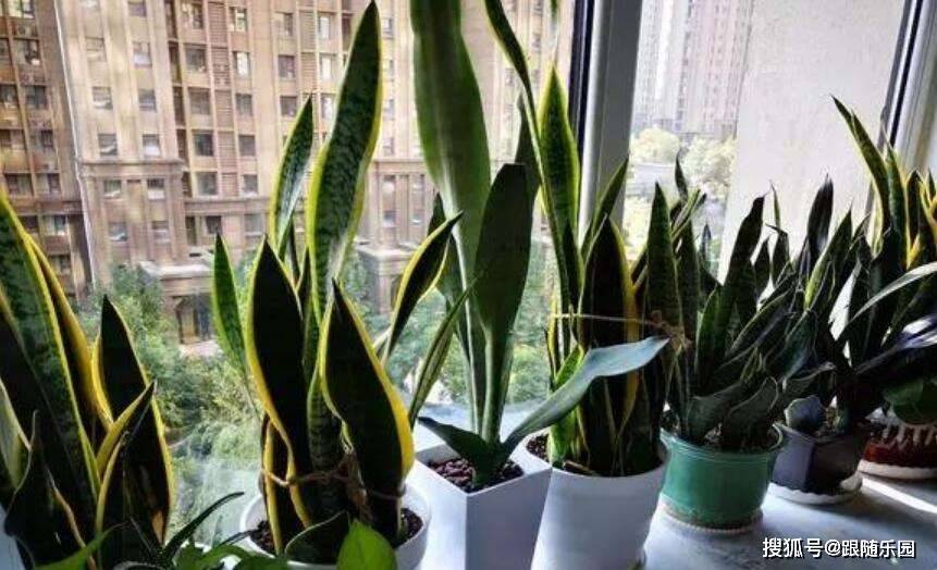 室内养虎皮兰有什么好处_室内养虎皮兰好不好_虎皮兰适合室内养还是室外养