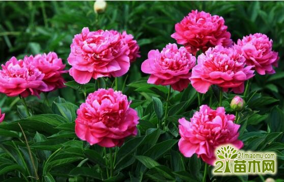 养芍药花在院子里好吗_芍药花怎么养_养芍药花真的不吉利吗