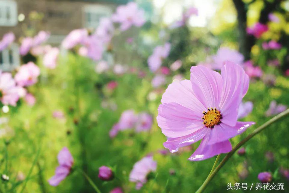 10种可以维持四季开花的小盆栽，新手也能将它们轻松养开花