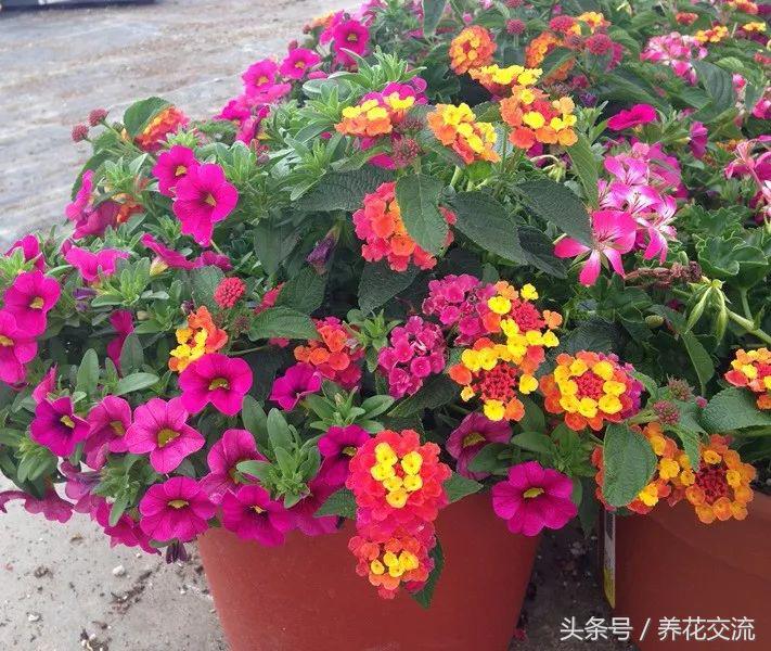 花卉盆栽适合什么土壤_花卉盆栽适合的土壤_适合盆栽的花卉