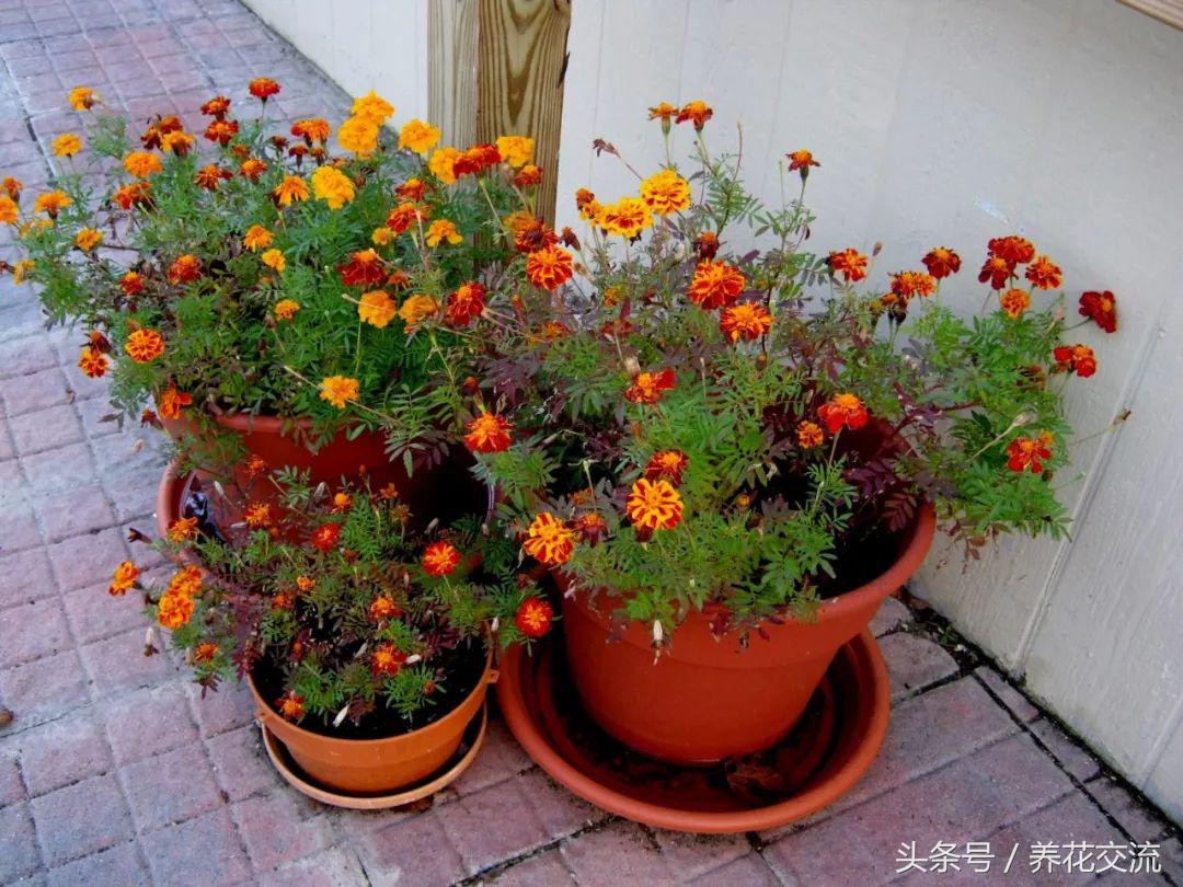 花卉盆栽适合的土壤_花卉盆栽适合什么土壤_适合盆栽的花卉