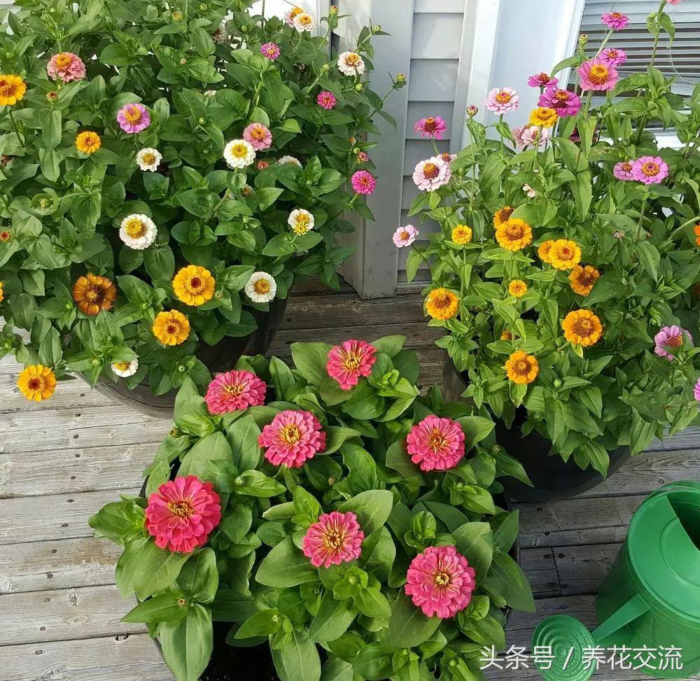 花卉盆栽适合什么土壤_花卉盆栽适合的土壤_适合盆栽的花卉