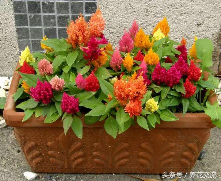 花卉盆栽适合的土壤_花卉盆栽适合什么土壤_适合盆栽的花卉