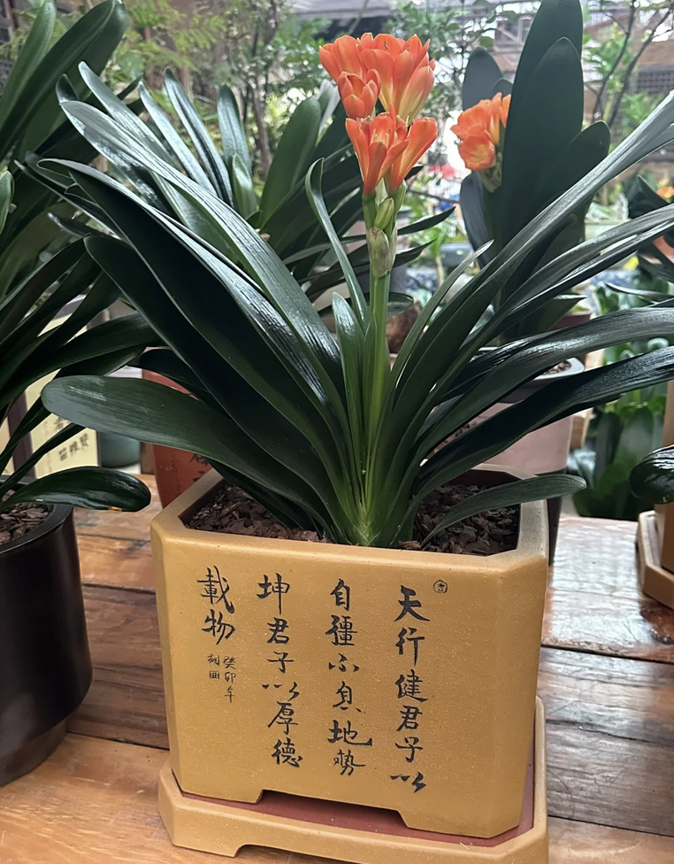 客厅养花摆放图片_客厅养什么花_客厅养花有什么讲究