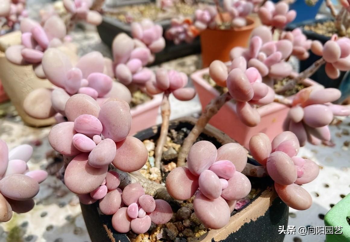桃蛋漂亮品种多肉好养吗_桃蛋多肉的特点_多肉桃蛋哪个品种最漂亮