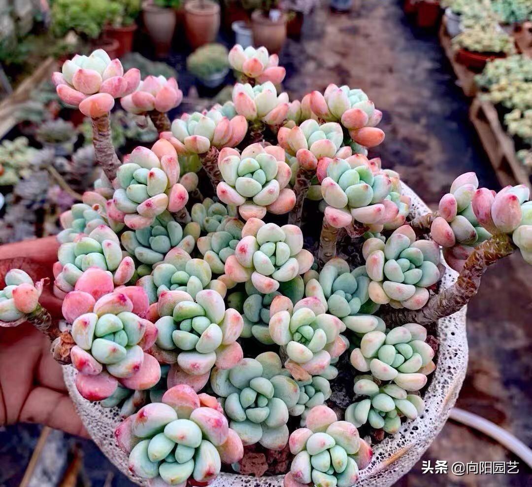 桃蛋漂亮品种多肉好养吗_桃蛋多肉的特点_多肉桃蛋哪个品种最漂亮