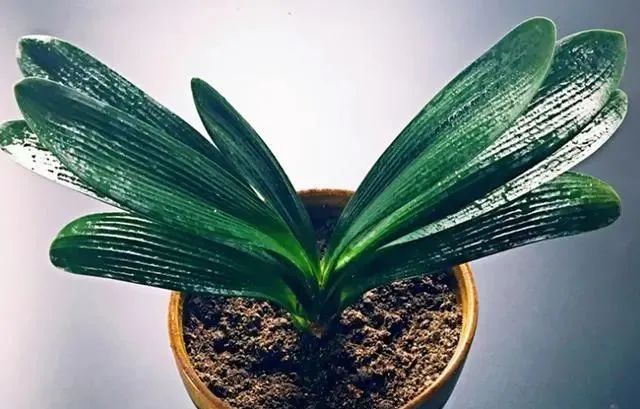在家养绿植对身体有好处吗_在家养绿植适合放什么_适合在家养的绿植