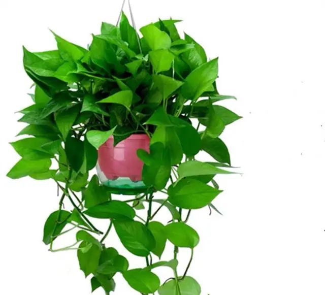 在家养绿植对身体有好处吗_适合在家养的绿植_在家养绿植适合放什么