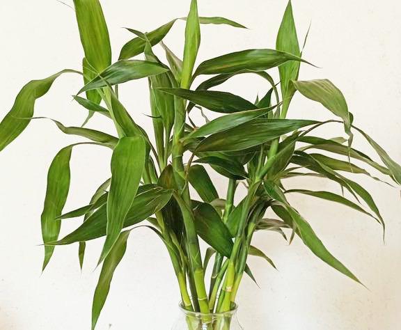 5种水培植物好养易活，打理简单，再懒的人也不怕空盆