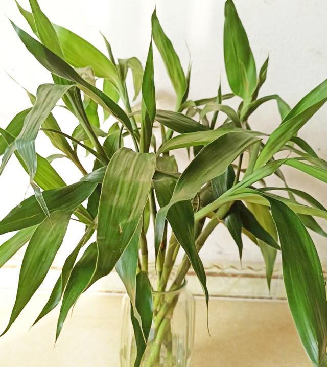 养水培植物用什么水好_培植养物水好还是草好_好养的水培植物