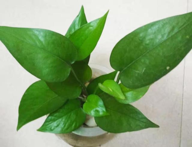 好养的水培植物_培植养物水好还是草好_养水培植物用什么水好