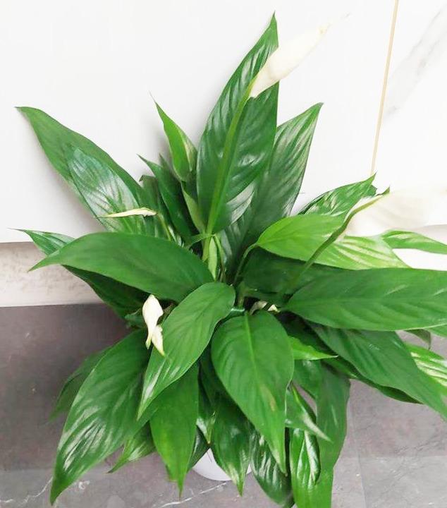 培植养物水好还是草好_养水培植物用什么水好_好养的水培植物