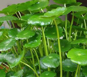 培植养物水好还是草好_好养的水培植物_养水培植物用什么水好