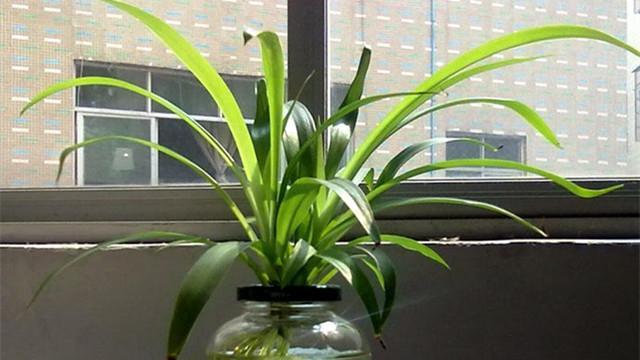 好养的水培植物_养水培植物用什么水好_培植养物水好还是草好
