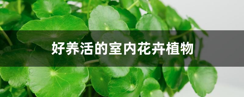 <strong>好养活的室内花卉植物</strong>
