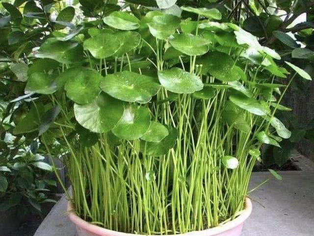 铜钱草适合室内养吗_铜钱草适合室内养吗_铜钱草适合室内养吗