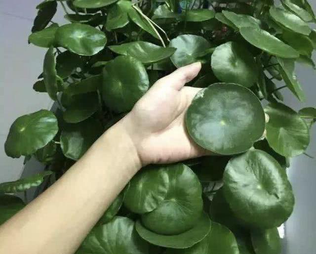铜钱草适合室内养吗_铜钱草适合室内养吗_铜钱草适合室内养吗