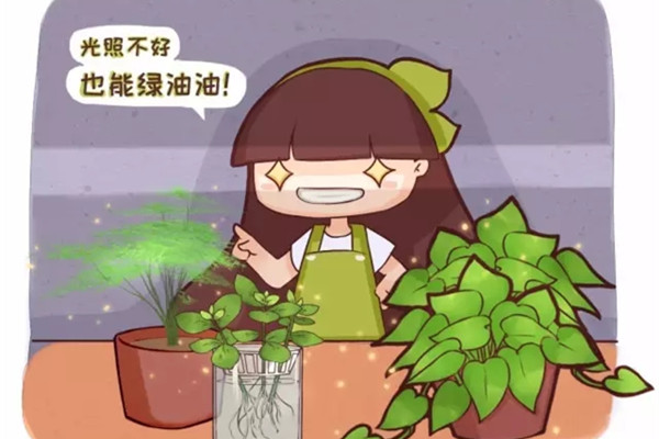 不见光的室内适合养的花_室内养适合见花的花盆_室内适合养什么花招财