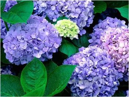 不见光的室内适合养的花_室内适合养什么花招财_室内养适合见花的花盆