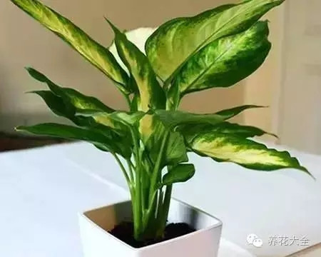 不见光的室内适合养的花_室内养适合见花的花盆_室内适合养什么花招财