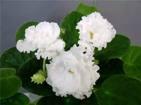 不见光的室内适合养的花_室内养适合见花的花盆_室内适合养什么花招财