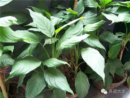 室内养适合见花的花盆_不见光的室内适合养的花_室内适合养什么花招财