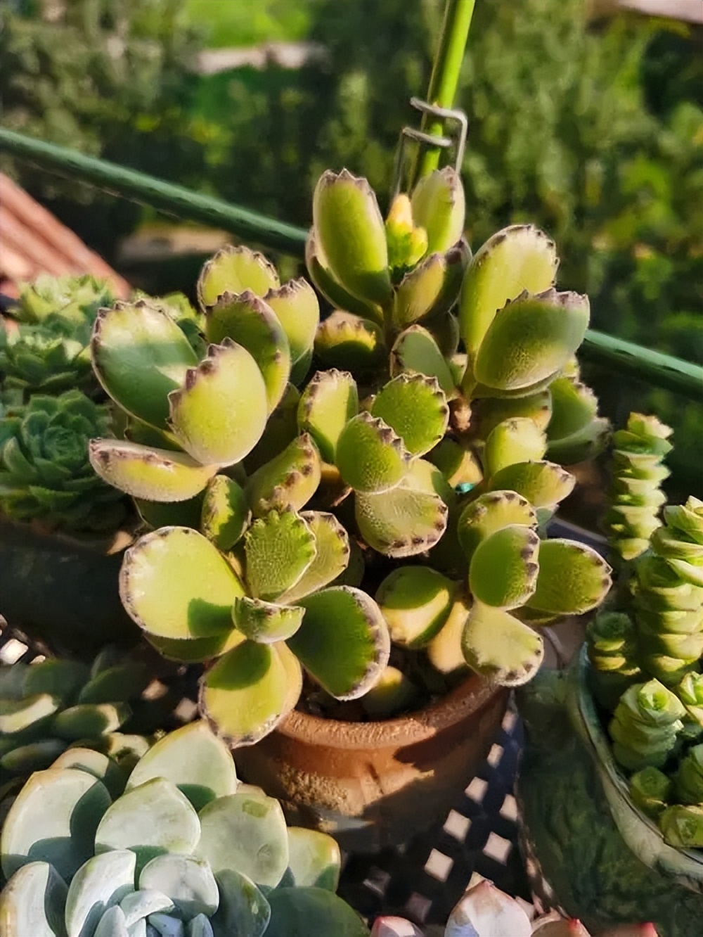 越养越旺的5种多肉植物，皮实好养爱爆盆，看看你喜欢哪种？