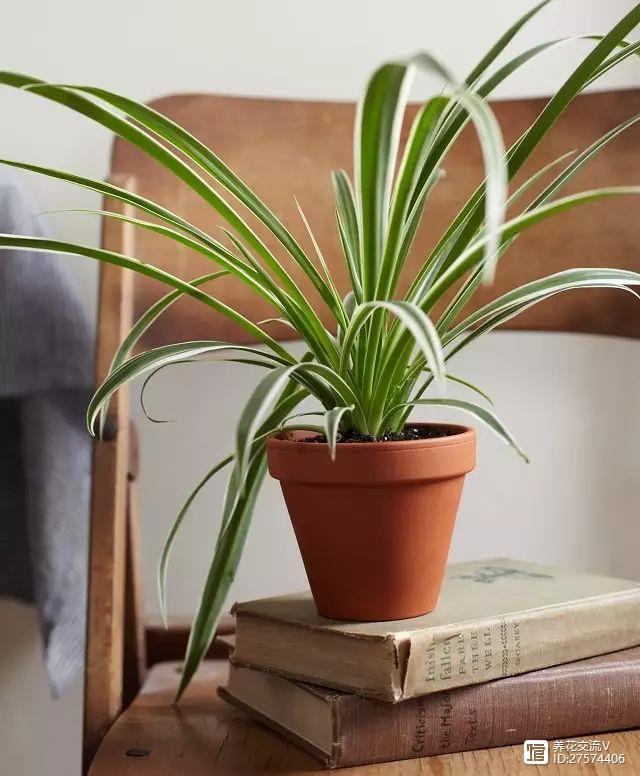 新房吸甲醛的植物最厉害的7种，少一种都不乐意