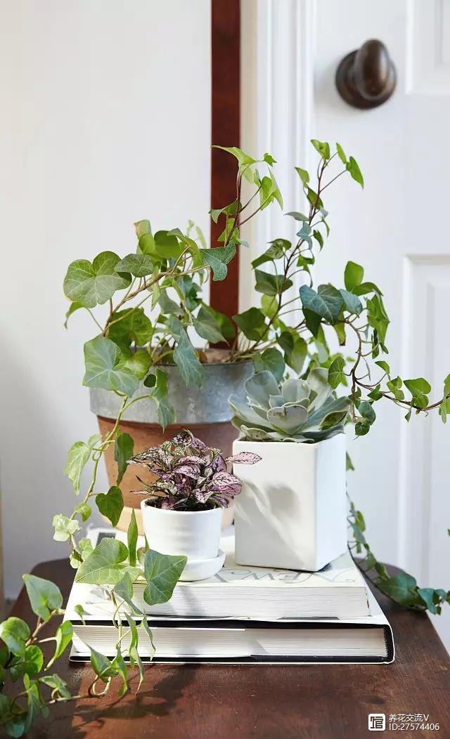 室内吸植物尼古丁怎么办_吸尼古丁的室内植物_室内吸植物尼古丁的危害