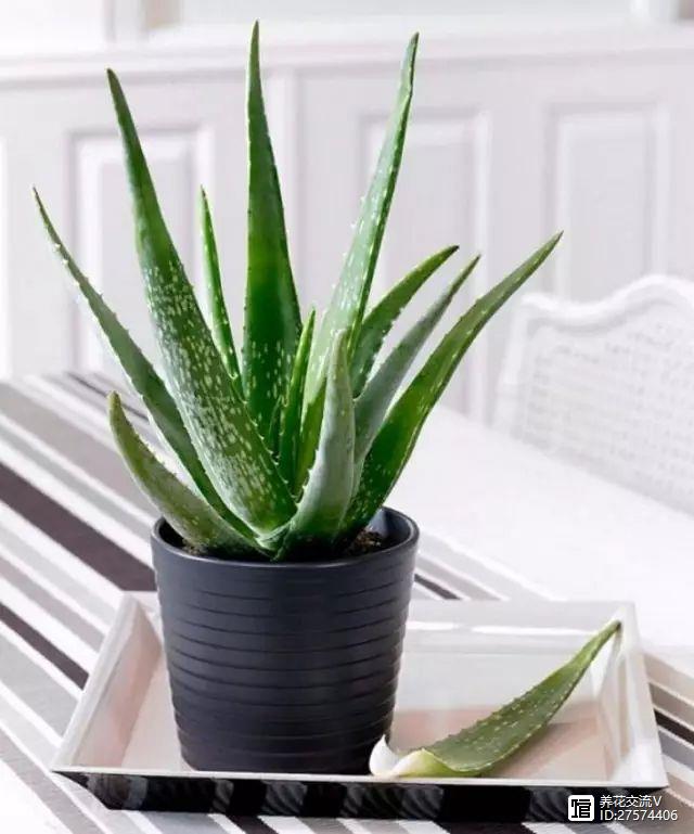 室内吸植物尼古丁怎么办_室内吸植物尼古丁的危害_吸尼古丁的室内植物