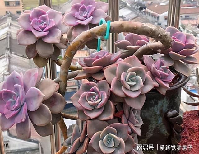 多肉植物阿伦培好养吗_多肉阿伦培用什么土_阿伦培多肉好养吗