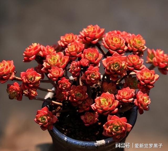 多肉植物阿伦培好养吗_阿伦培多肉好养吗_多肉阿伦培用什么土