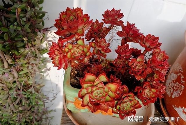 多肉植物阿伦培好养吗_阿伦培多肉好养吗_多肉阿伦培用什么土