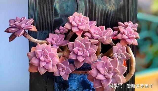 多肉阿伦培用什么土_阿伦培多肉好养吗_多肉植物阿伦培好养吗