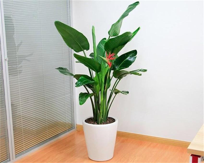 室内养绿植好处_室内养什么绿植好_室内养绿植好吗
