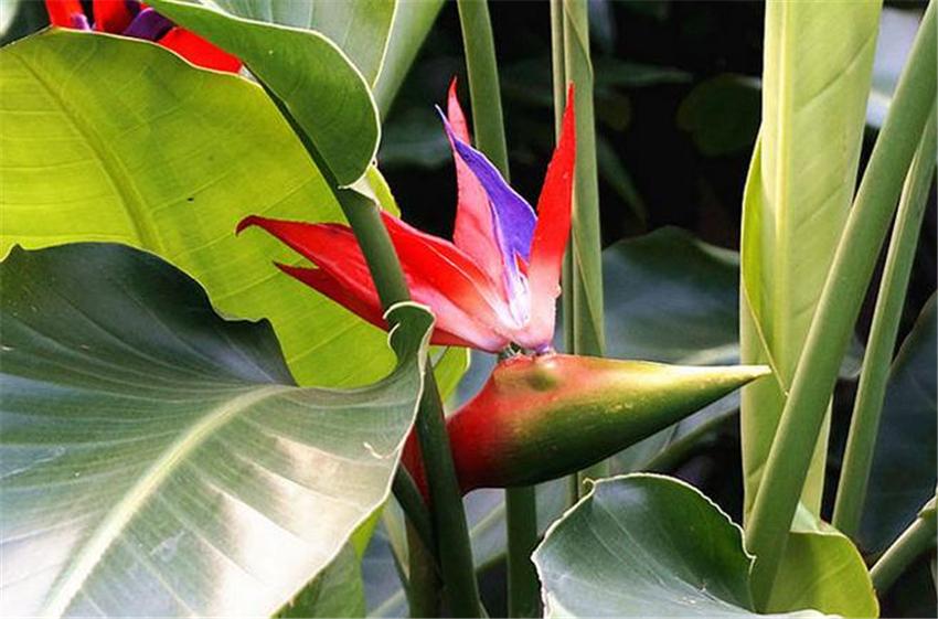 室内养绿植好吗_室内养什么绿植好_室内养绿植好处