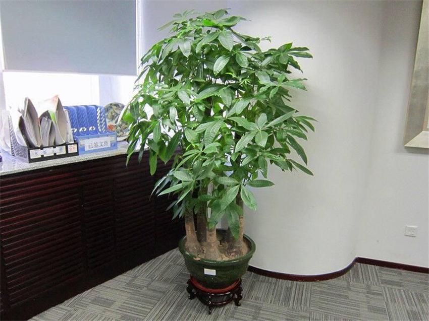 室内养绿植好处_室内养绿植好吗_室内养什么绿植好