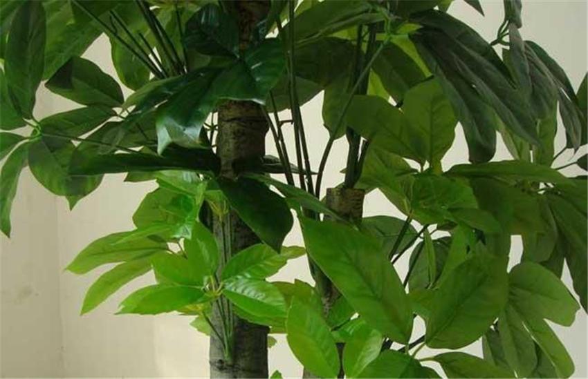 室内养绿植好吗_室内养绿植好处_室内养什么绿植好