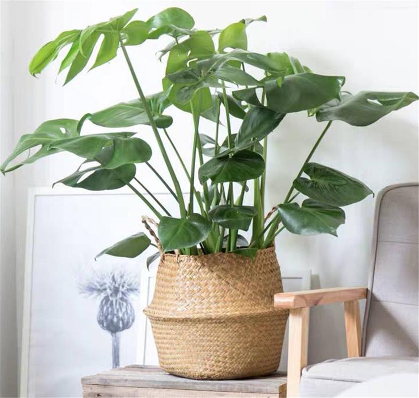 室内养绿植好处_室内养绿植好吗_室内养什么绿植好