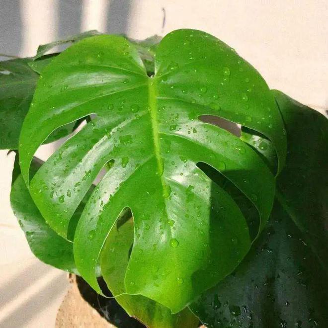 绿植真的能净化空气吗_净化空气绿植排名_净化空气绿植十大排名