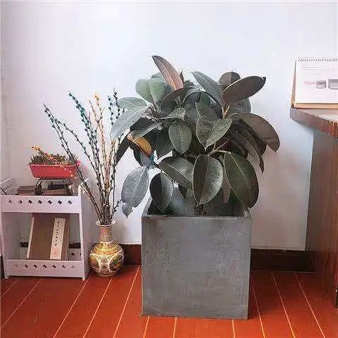 净化空气绿植排名_净化空气绿植十大排名_绿植真的能净化空气吗