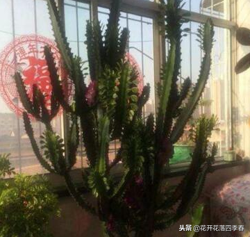 室内净化空气养什么花好_室内养什么花好还能净化空气旺财运_室内空气净化养什么花