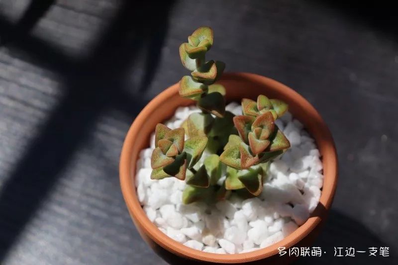 蝴蝶之舞多肉_多肉蝴蝶之舞的养殖方法_蝶舞多肉怎么养护