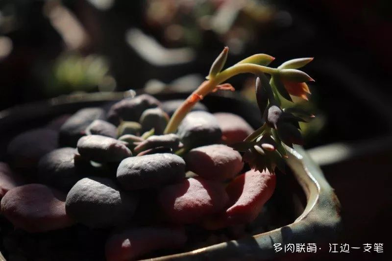 多肉蝴蝶之舞的养殖方法_蝶舞多肉怎么养护_蝴蝶之舞多肉