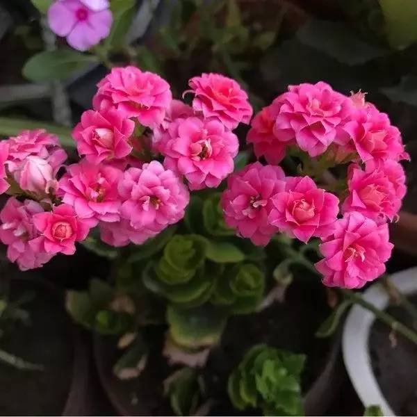 适合北方室内养的花_北方室内养什么花好养_北方室内适合养的花