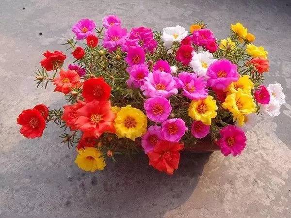 北方室内适合养的花_北方室内养什么花好养_适合北方室内养的花